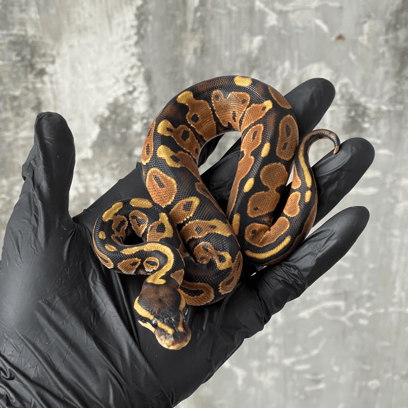 Black Pastel Orange Dream Het Pied