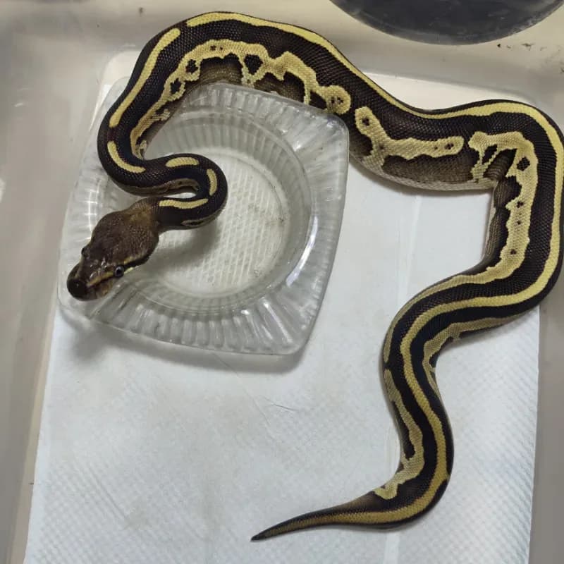 Mojave Leopard Het Lavender Albino