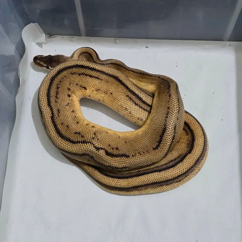 Red Stripe Pastel Genetic Stripe
