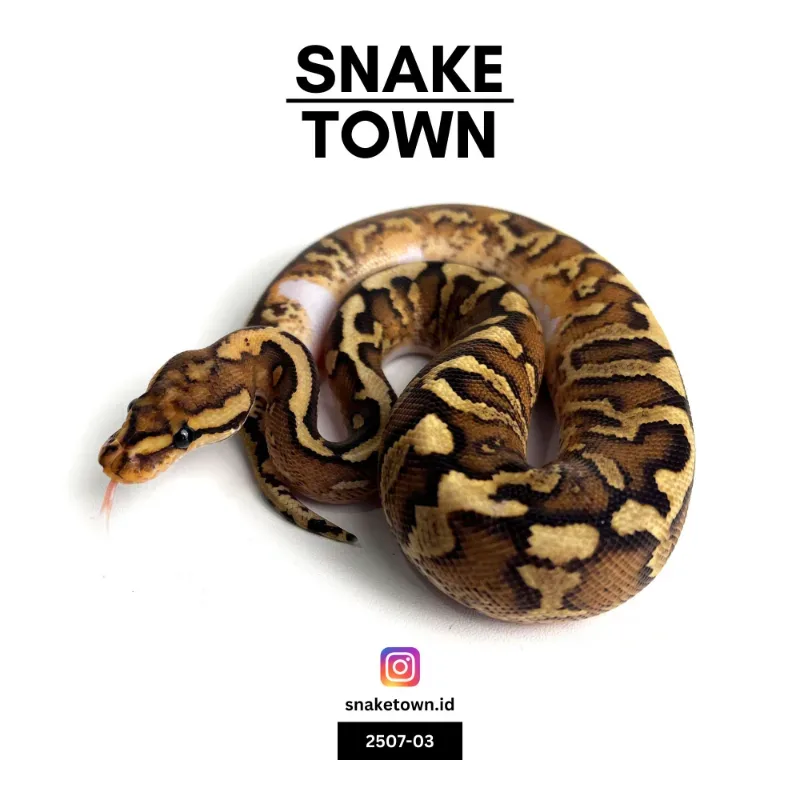 Fire Wookie Spotnose Yellowbelly Het Clown