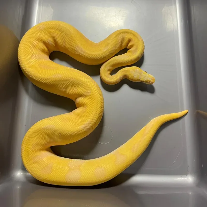Leopard Enchi Pastel Lavender Albino Het Clown