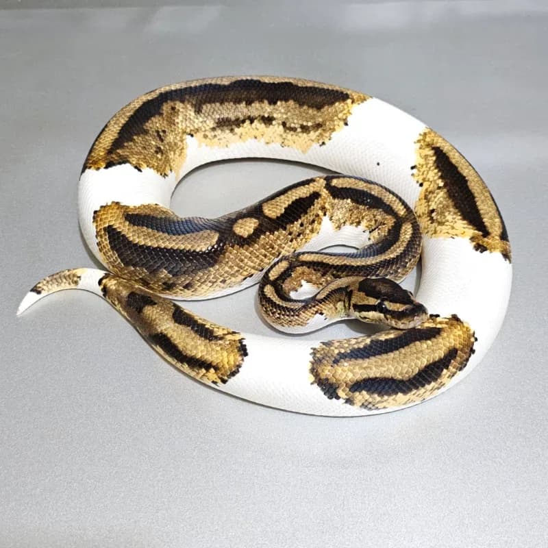 Orange Dream Yellowbelly Pied