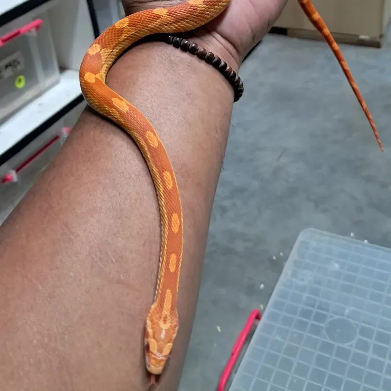 Albino/Amelanistic