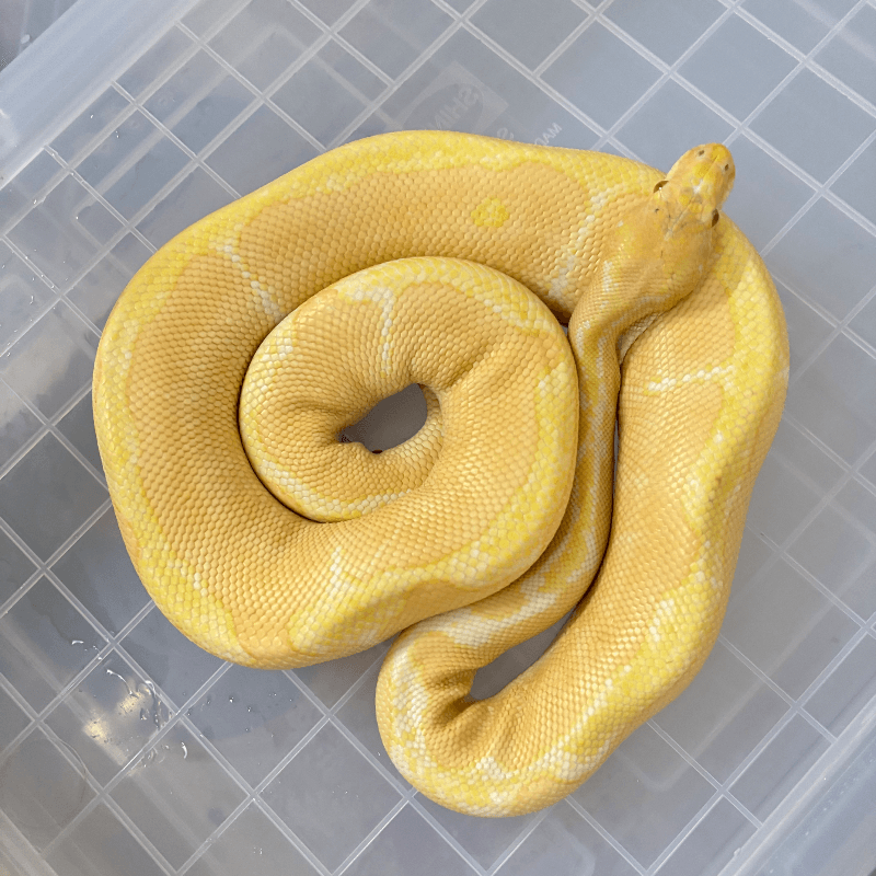 Albino Clown