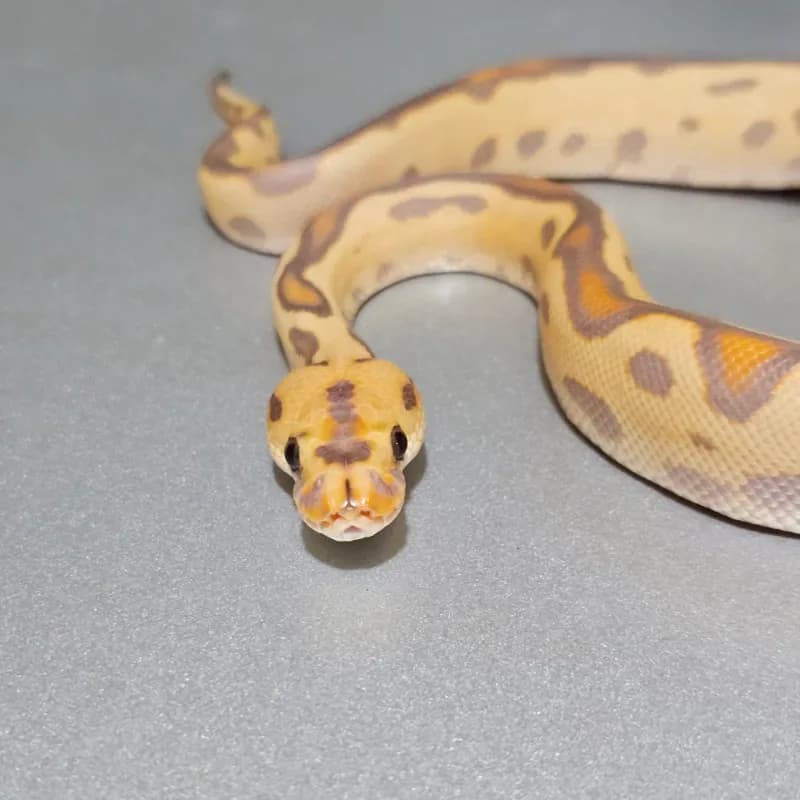Banana Leopard (Yellowbelly) Clown