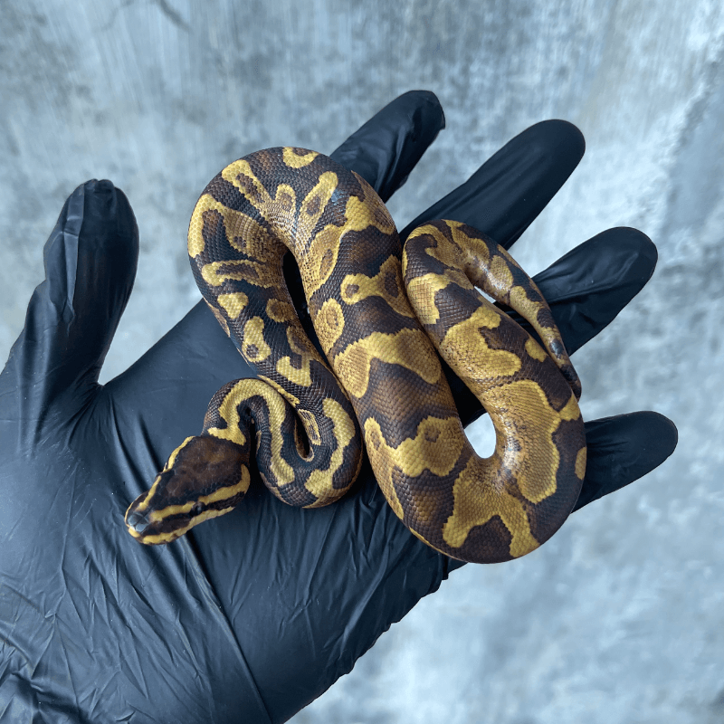 Orange Dream Yellowbelly Het Pied