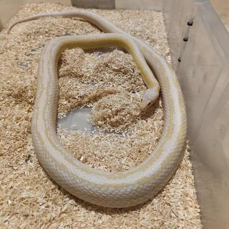 Albino/Amelanistic Anerythristic Stripe