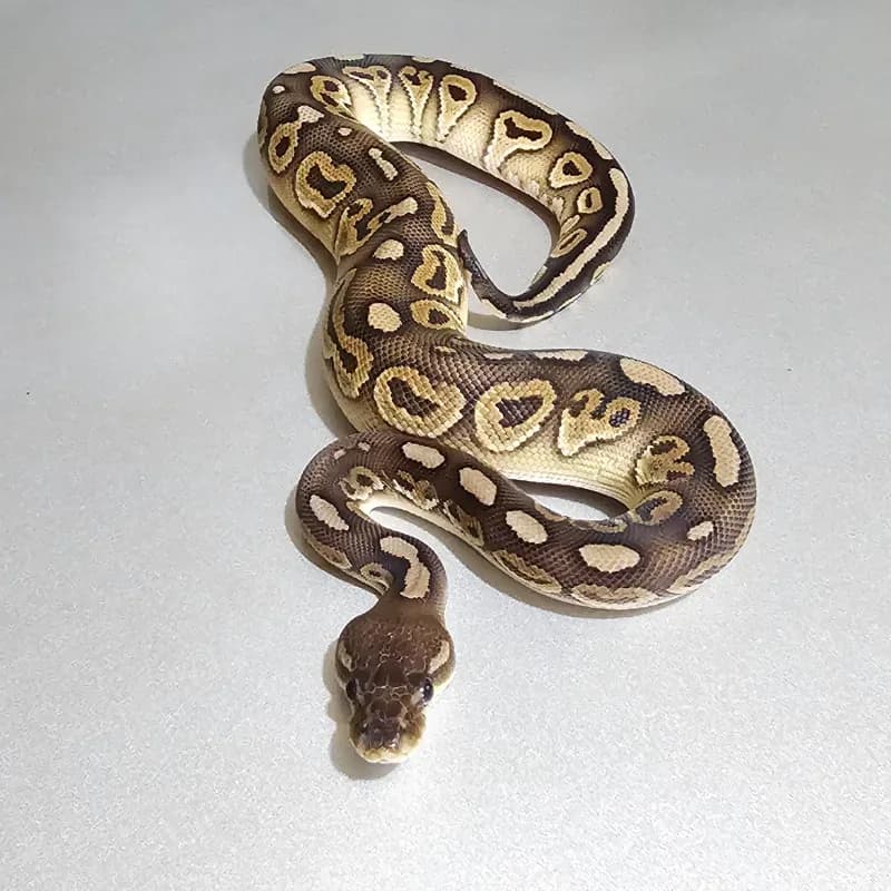 Cinnamon Red Stripe Trick Het Clown