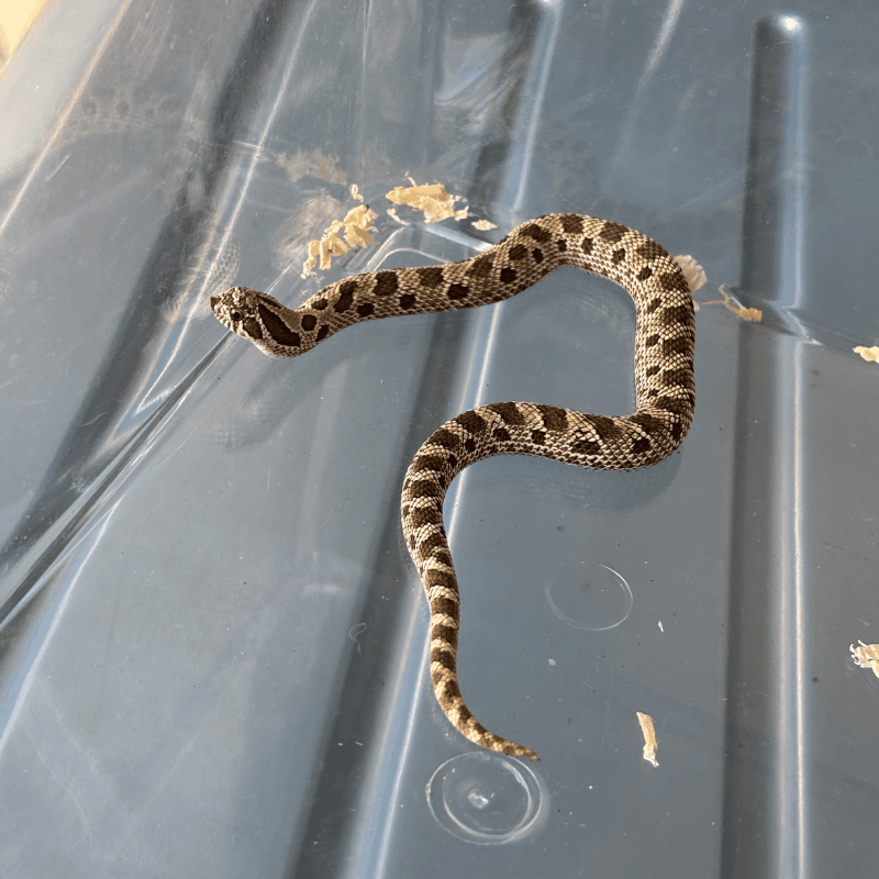 Anaconda Het Albino