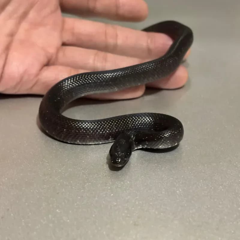 Mexican black kingsnake