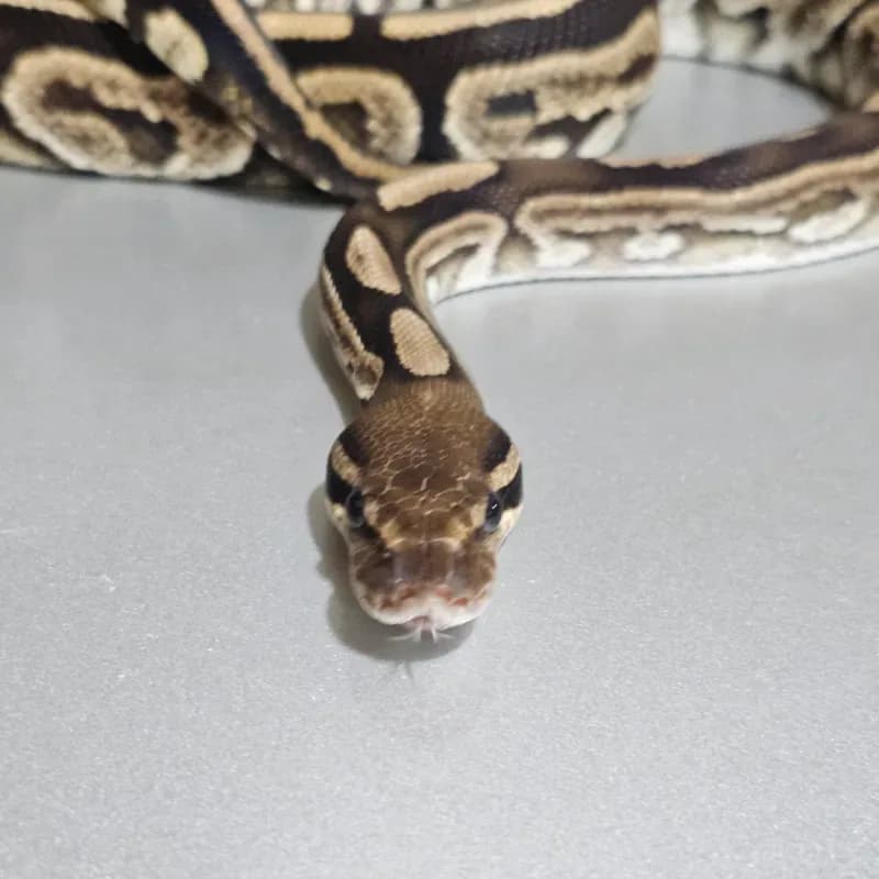 Black Pastel Specter Het Albino