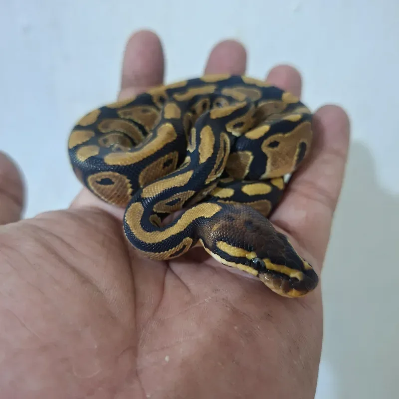 Fire Het Clown Het Lavender Albino