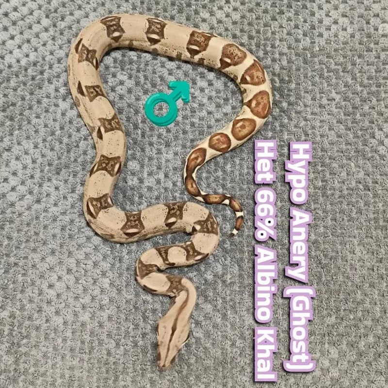 Hypo Anery Het Albino Khal