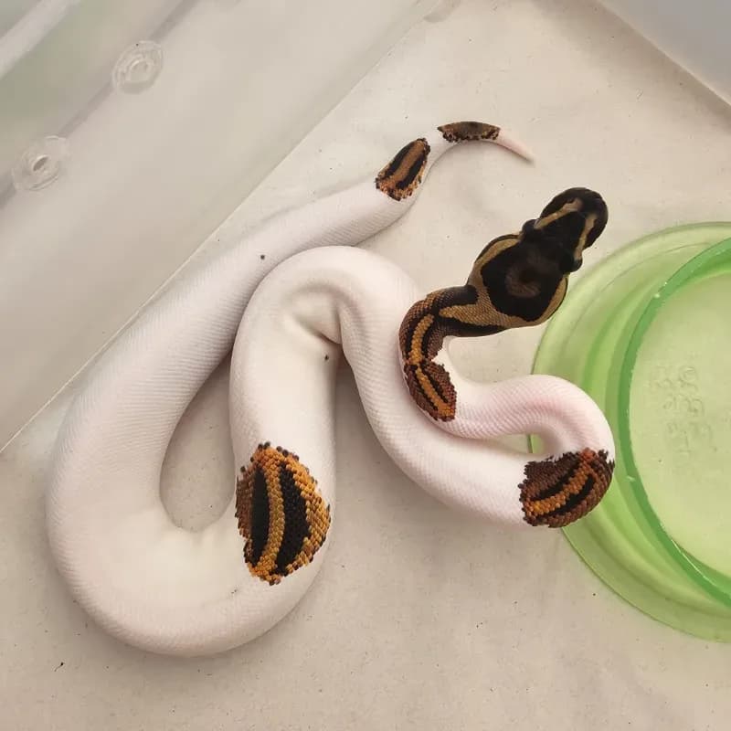 Black Pastel Yellowbelly Pied