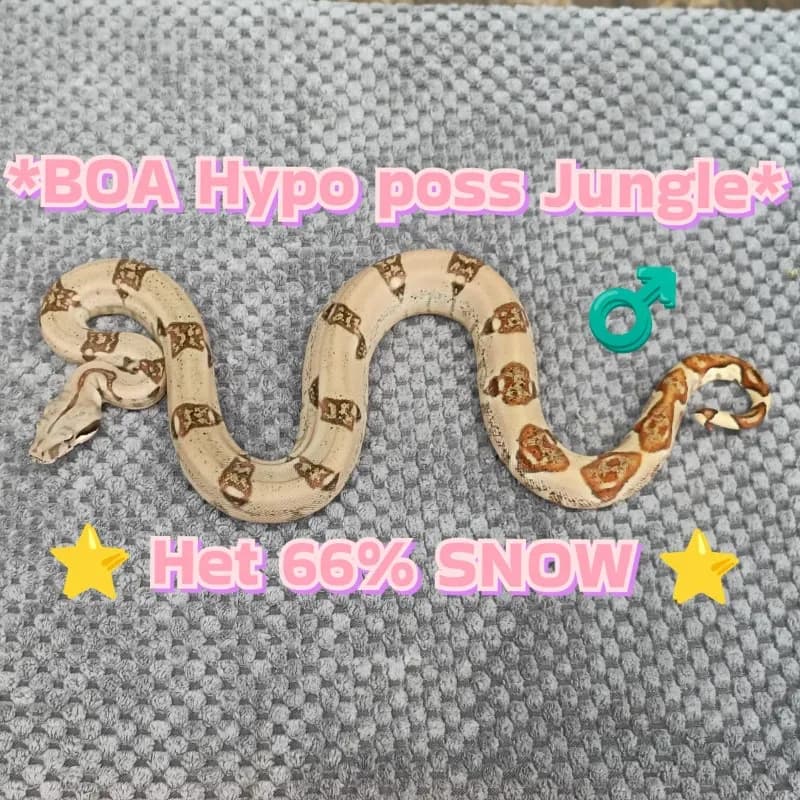 Hypo Het Albino (Kahl) Het Anerythristic (Type 1)
