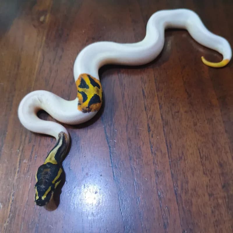 Pied Het Lavender Albino