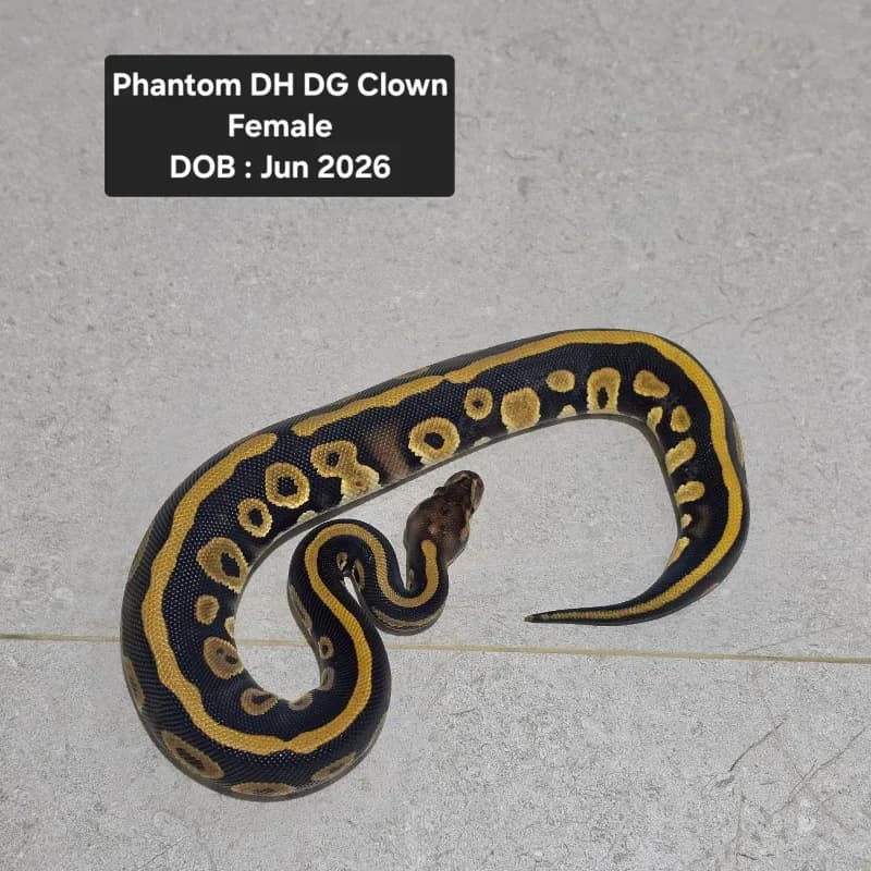 Phantom DH DG clown