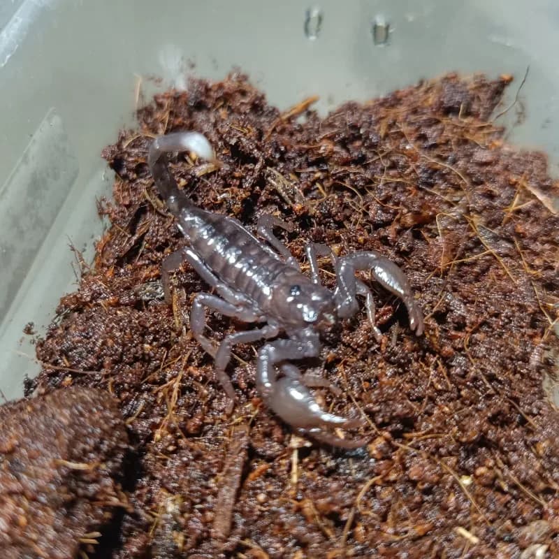 Kalajengking longimanus