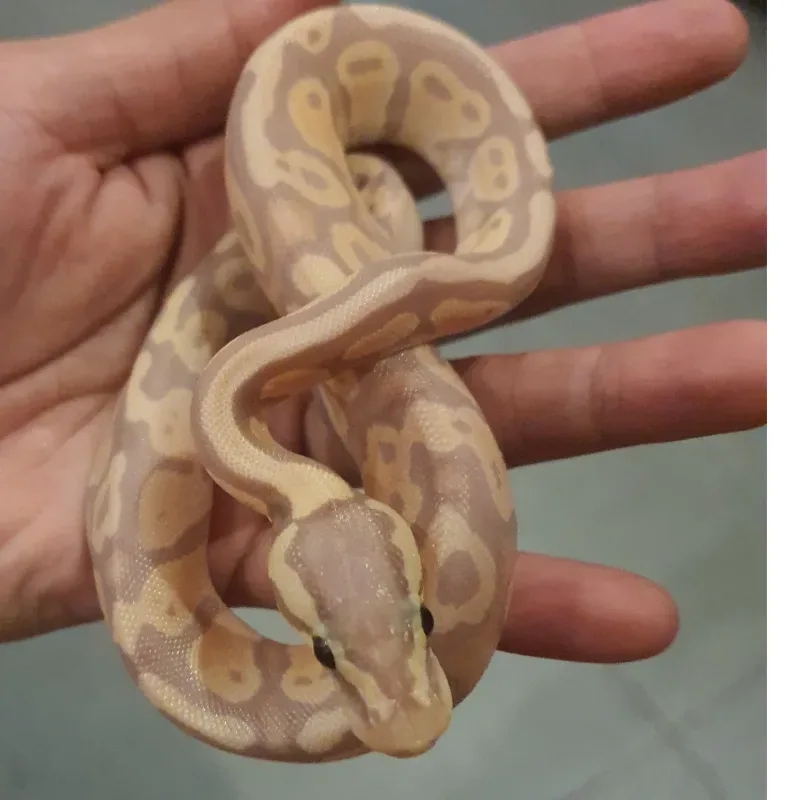 Banana Mojave Pastel Het Pied