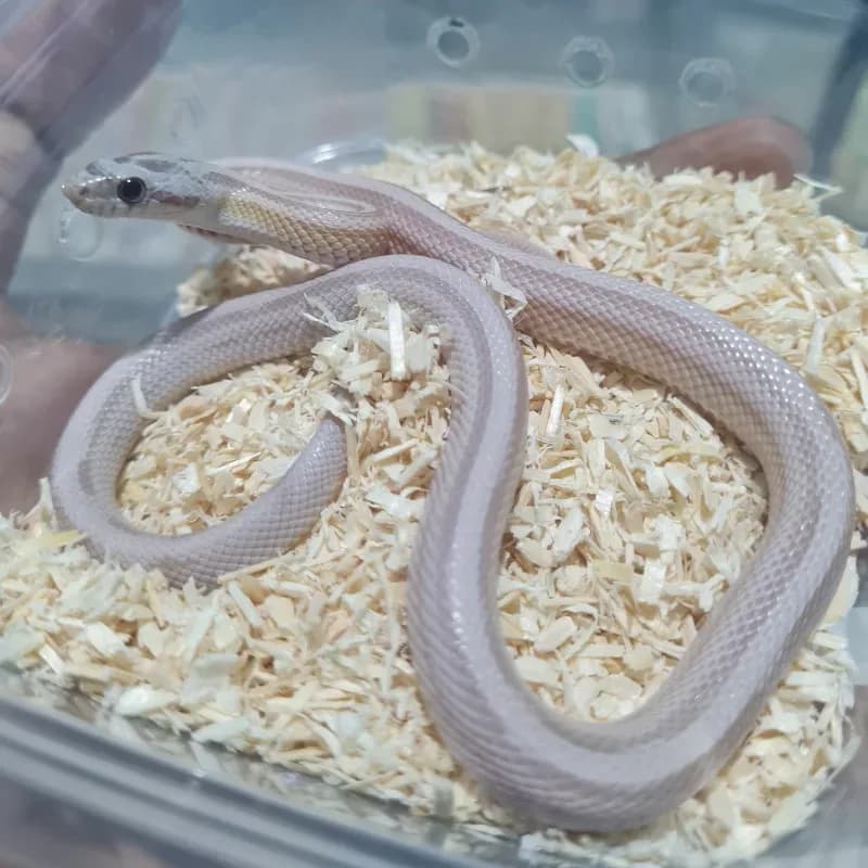 Stripe Anerythristic Hypomelanistic