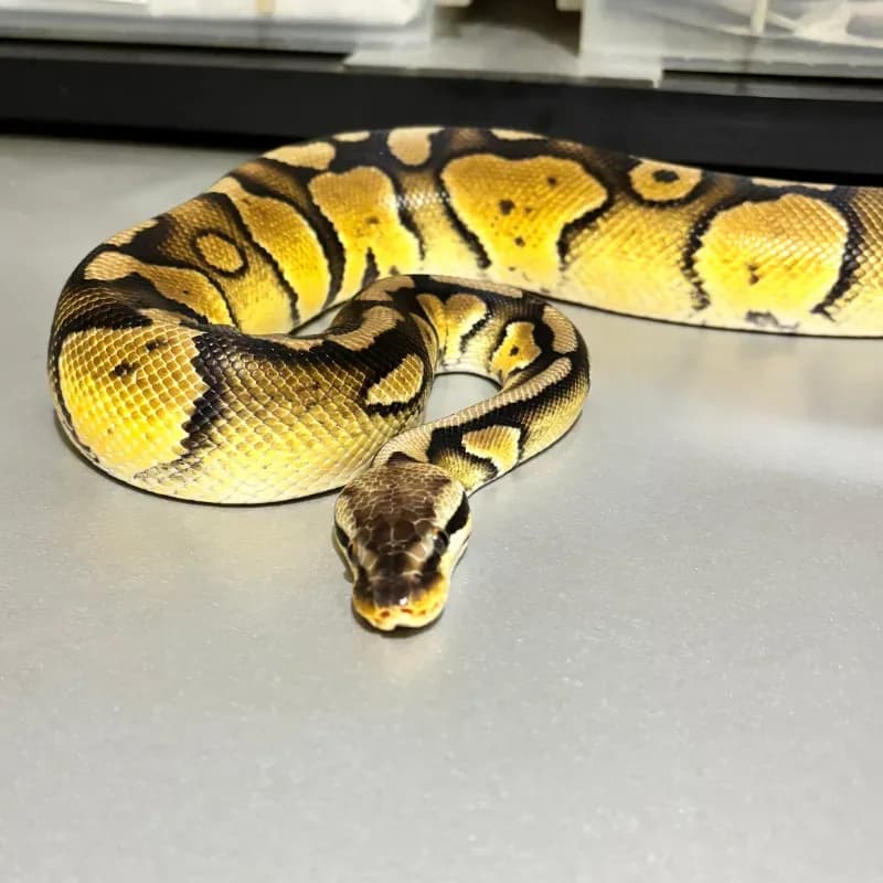 Enchi Pastel Wookie