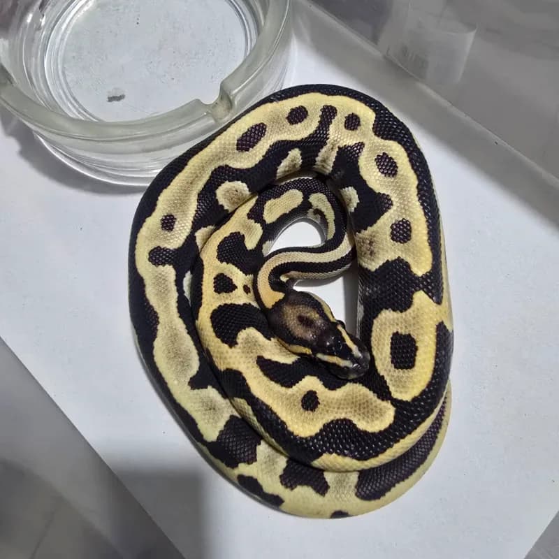 Leopard Desert Ghost