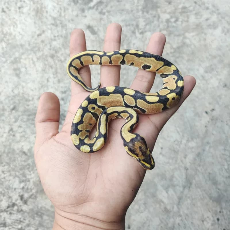 Desert Ghost Het Clown