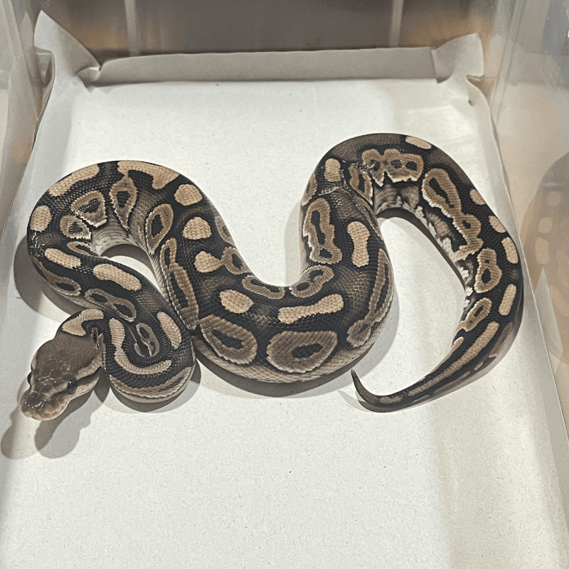 Cinnamon Het Hypo Het Clown