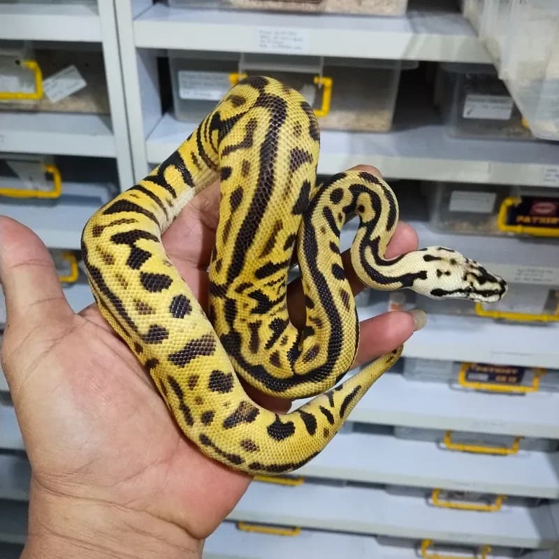 Leopard Pastel Spotnose Het Clown