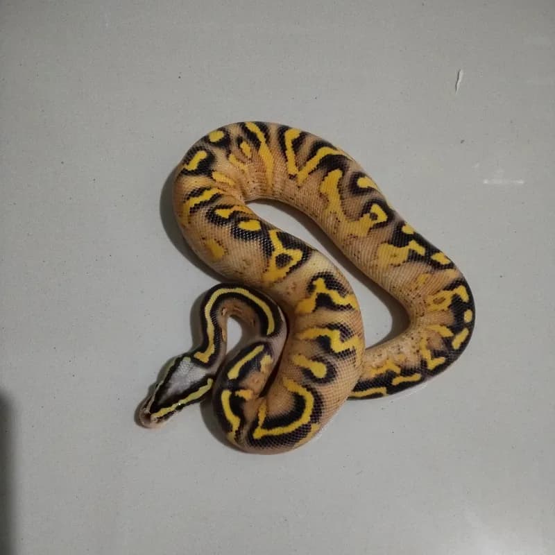 Super Gravel Pastel