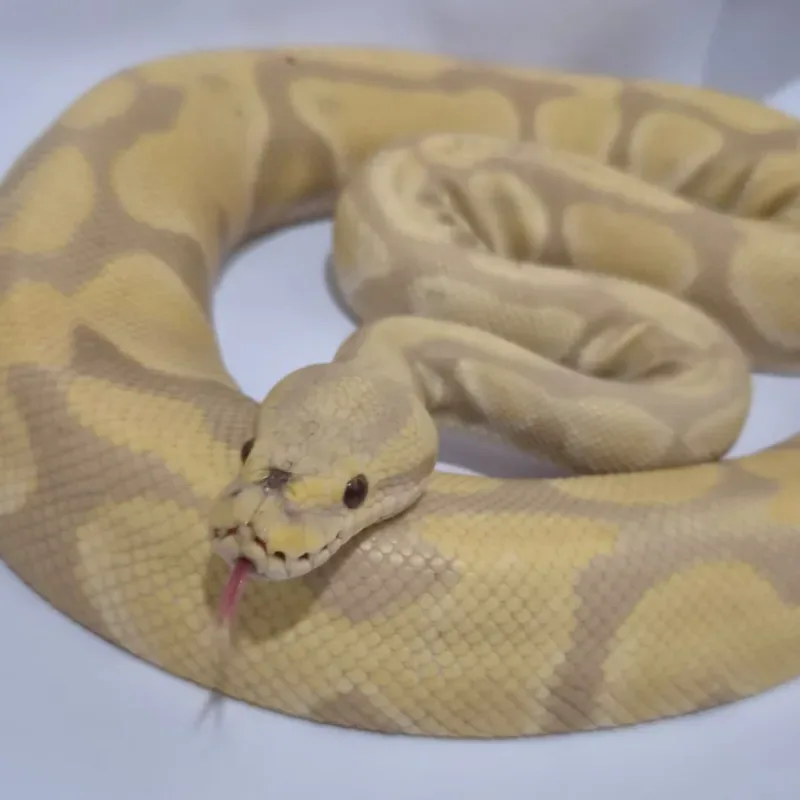 Toffee Albino