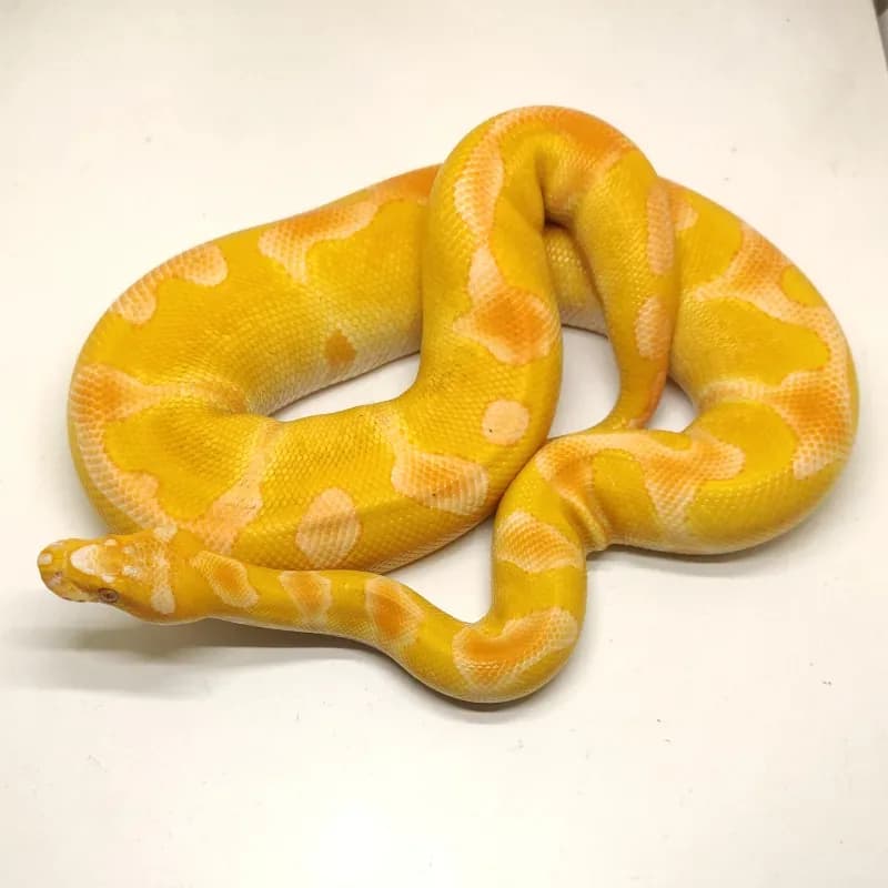 Enchi Clown Lavender Albino Pos Het Pied