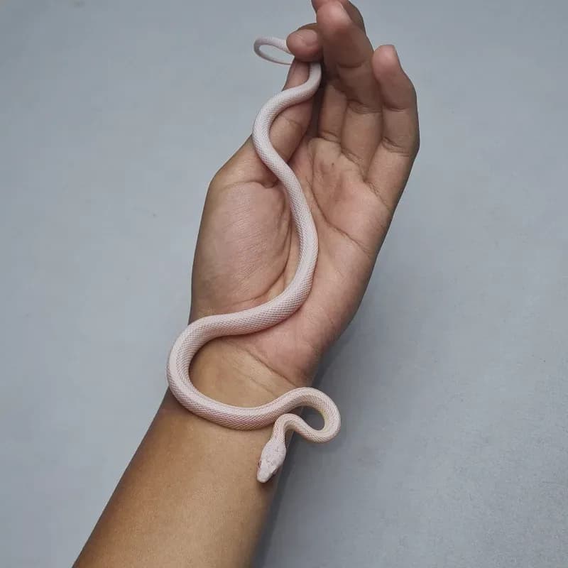 Albino/Amelanistic Anerythristic Stripe