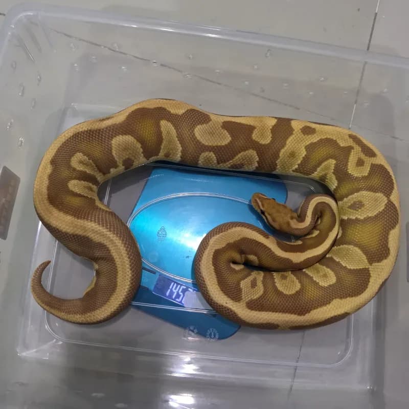 Leopard Mahogany Ultramel
