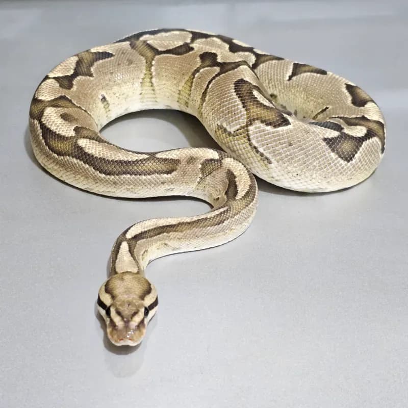 Fire Specter Het Axanthic VPI