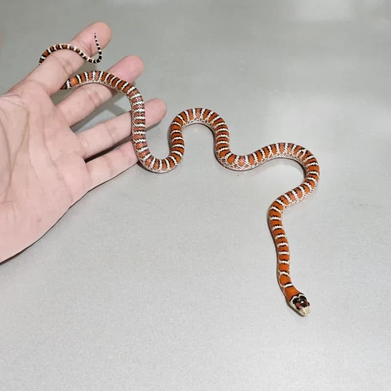 Chihuahuan mountain kingsnake