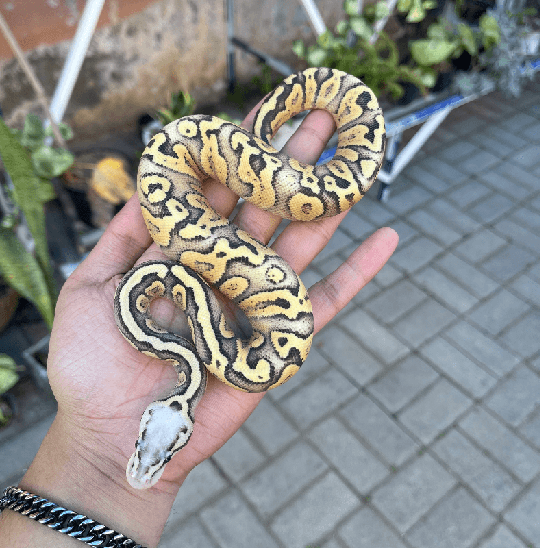 Super Pastel Fire GHI Spotnose