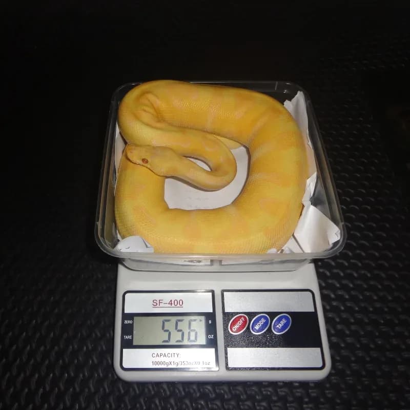 Pastel enchi grail.