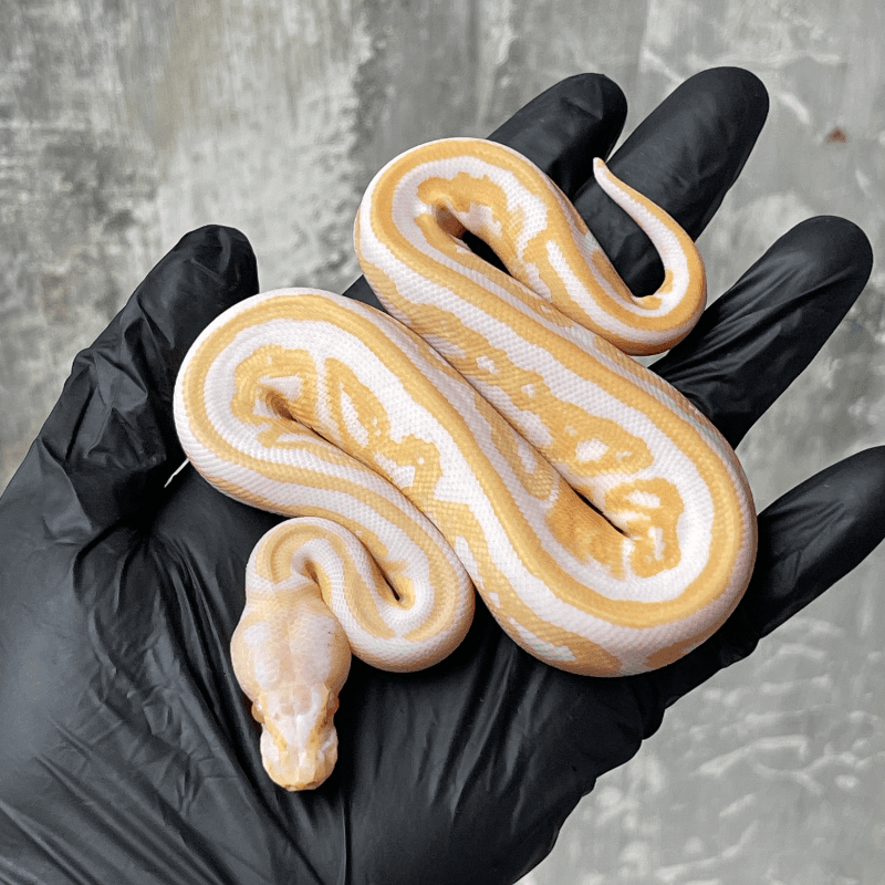 Black Pastel Albino Het Pied