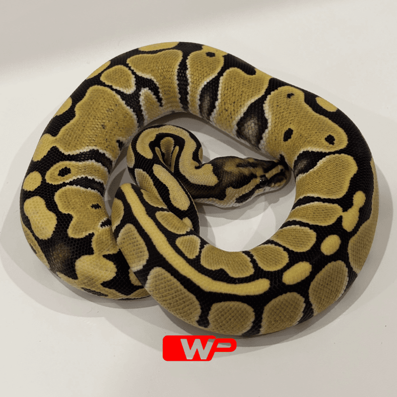 Desert Ghost Het Clown