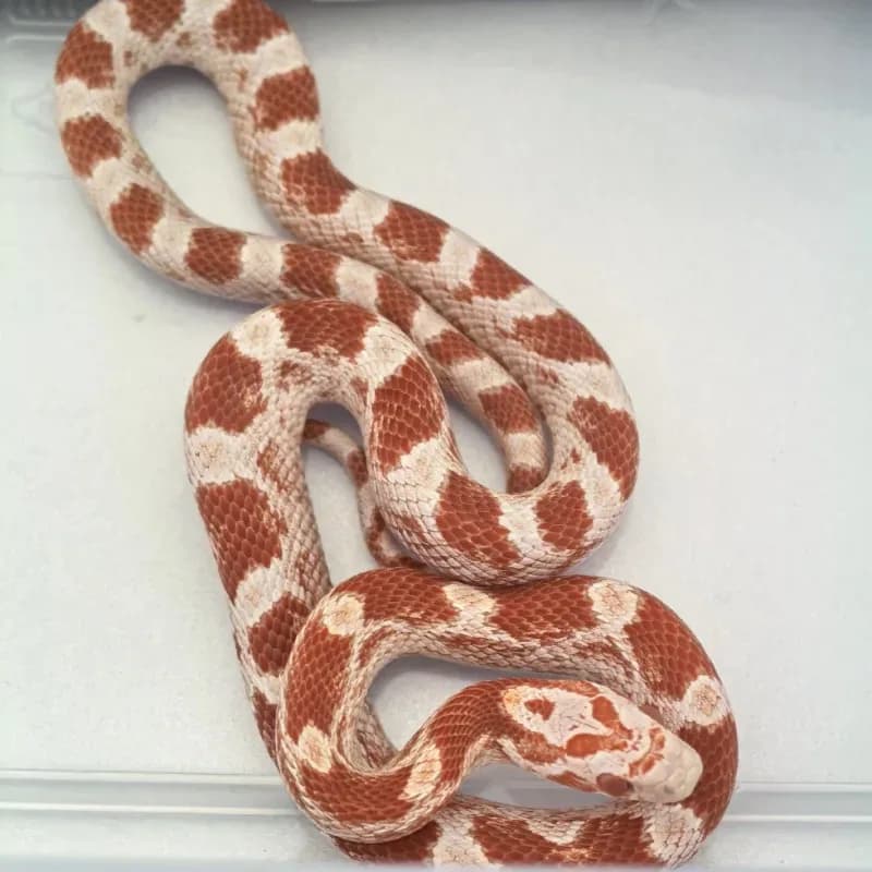 Masque Albino/Amelanistic Diffused