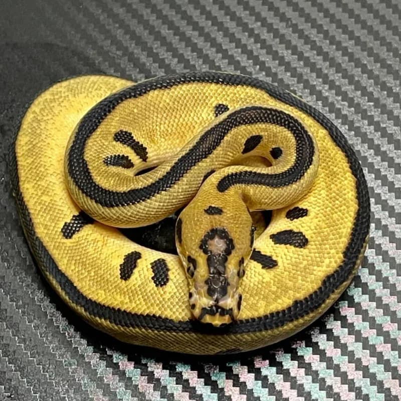 Enchi Leopard Spotnose Clown