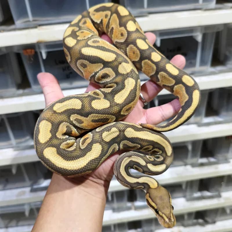 Enchi Black Pastel Hypo Het Clown Pos Het Desert Ghost