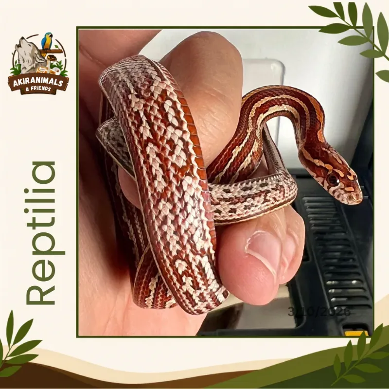 Tessera Het Albino/Amelanistic