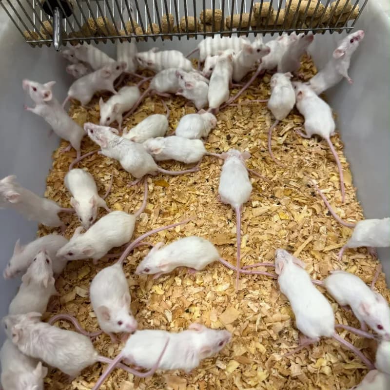 Tikus Mencit 20-25gr Medium,Tangerang