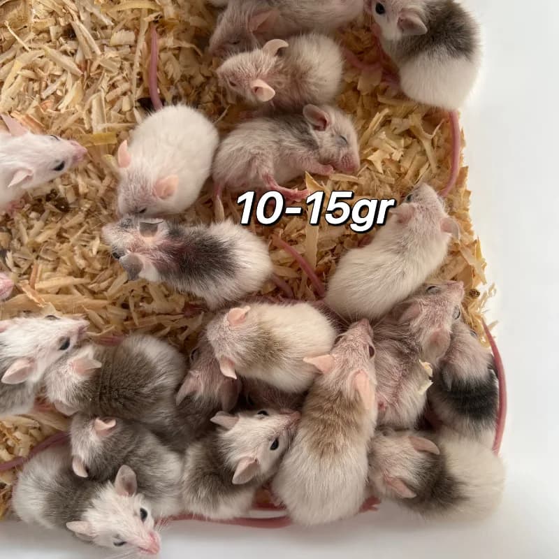 Tikus ASF 10-17gr Jumper,Tangerang