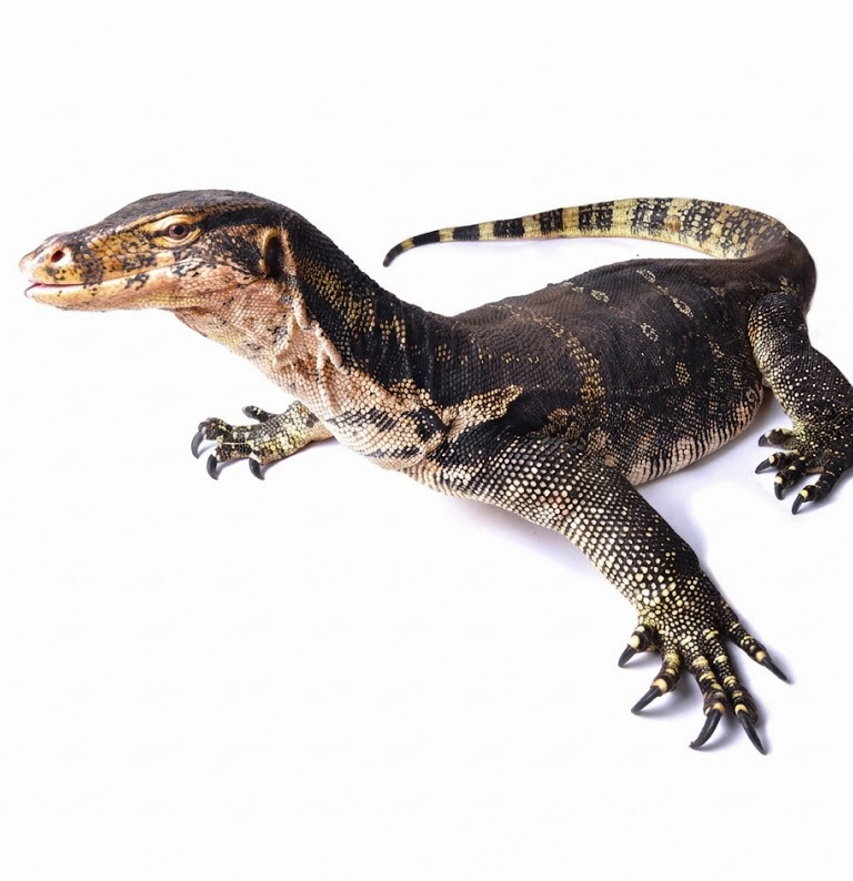 Asian Water Monitor