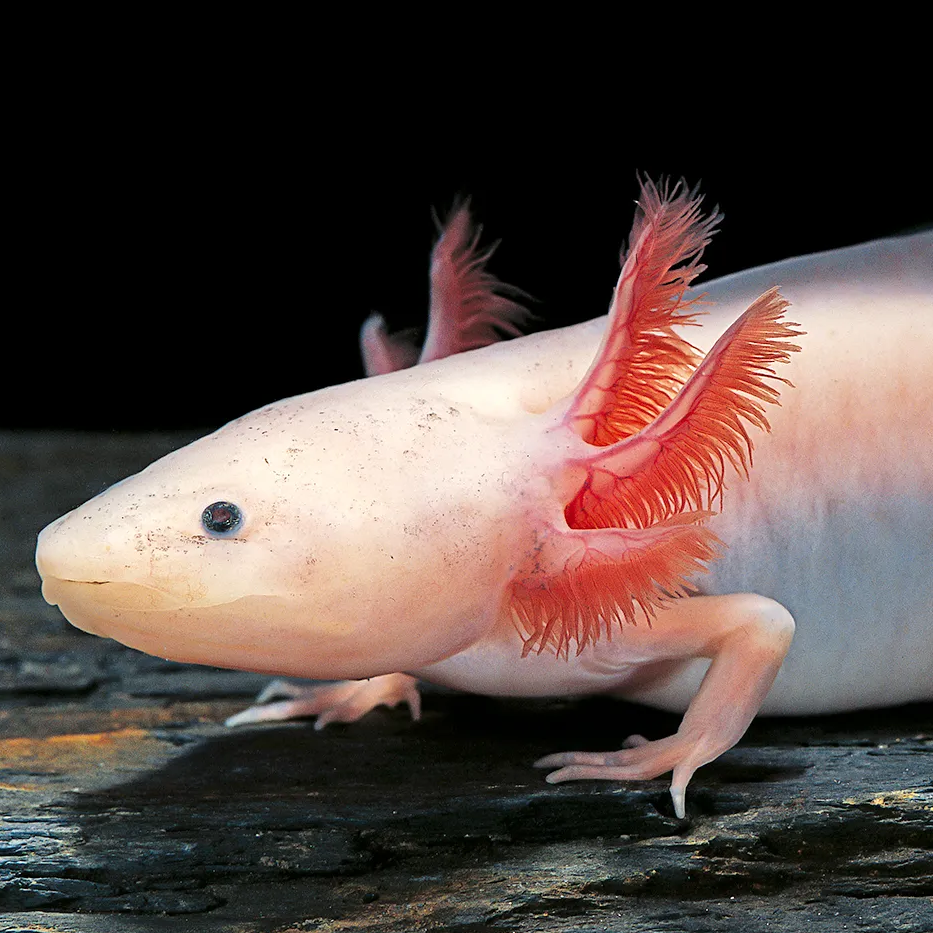 Axolotl
