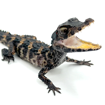 Caiman