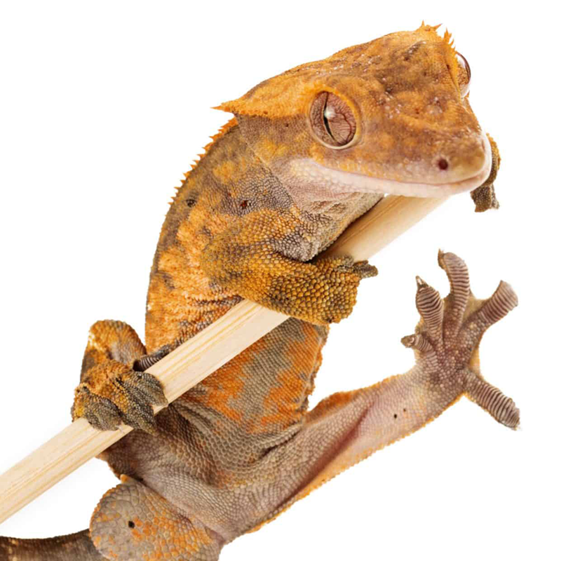 Crested Gecko